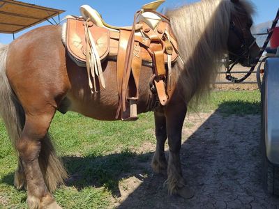 Minature Pony for Stud (Not For Sale)