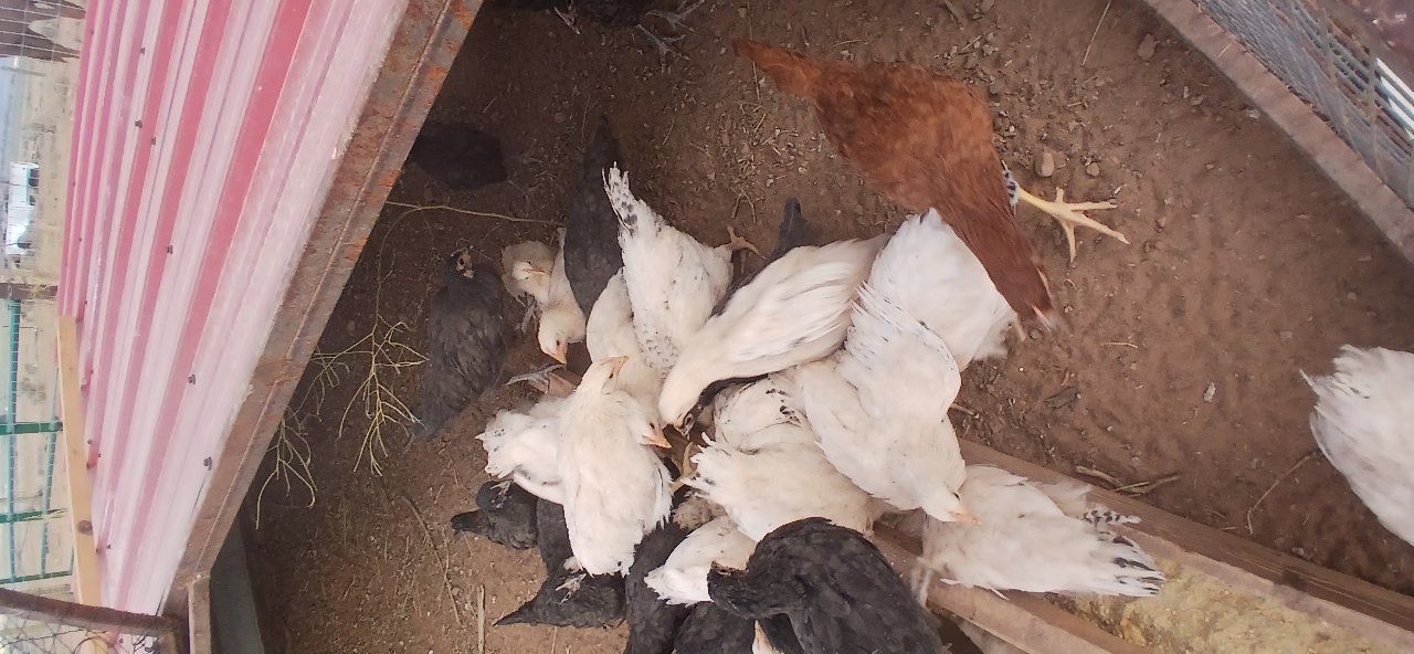 Delaware Pullets