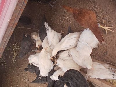 Delaware Pullets