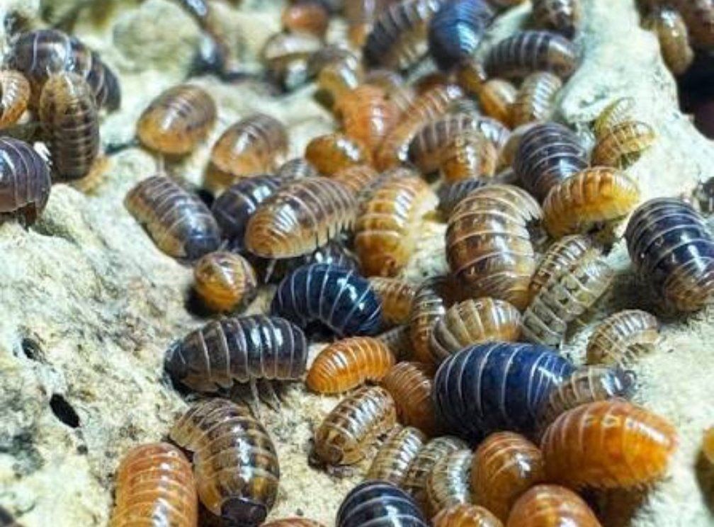 Armadillidium Vulgare Party Mix Isopods