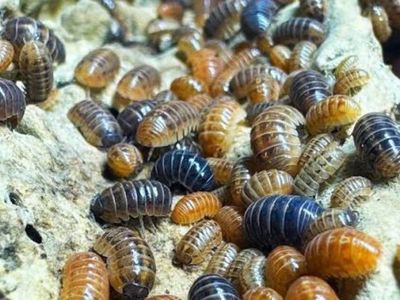 Armadillidium Vulgare Party Mix Isopods