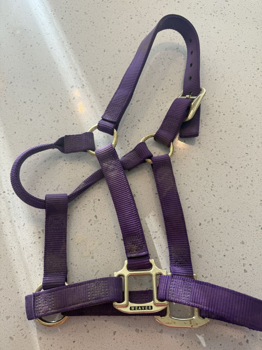 Yearling Halter/ Great Condition/ Lightly Used/
