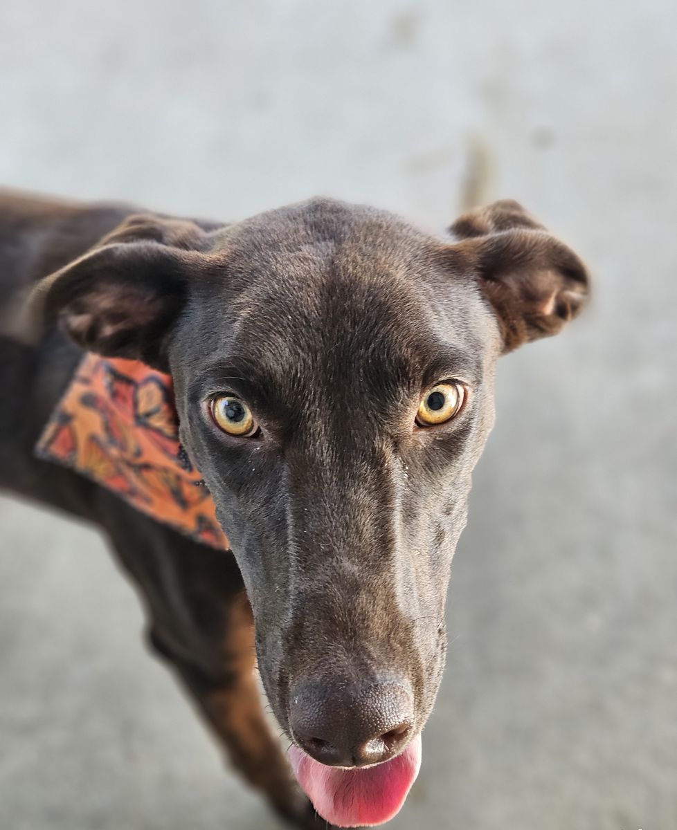 Kelpie Mix Up For Adoption