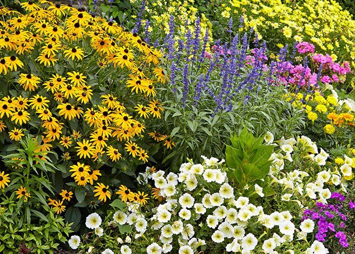 Pollinator Flower Garden