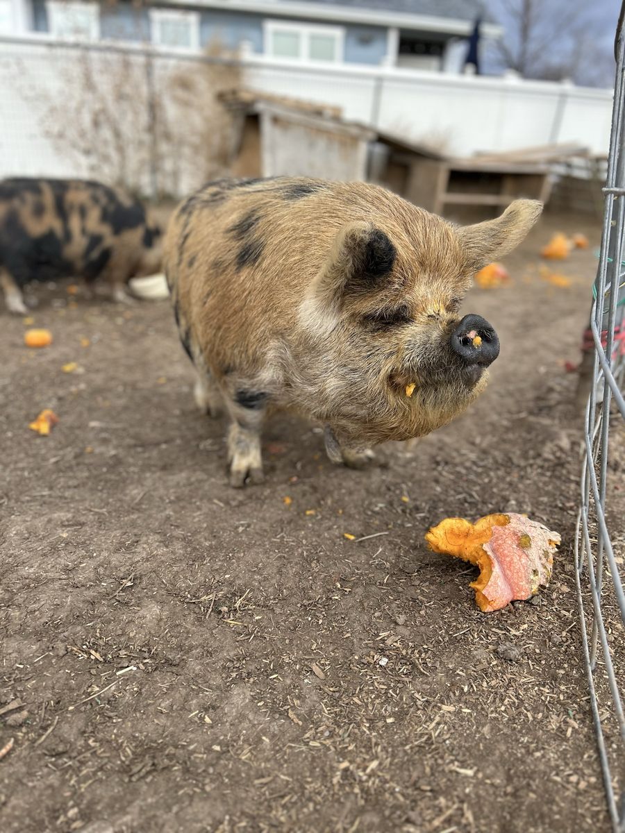 Kunekune 3 year old gilt