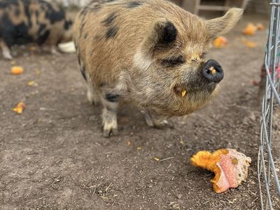Kunekune 3 year old gilt