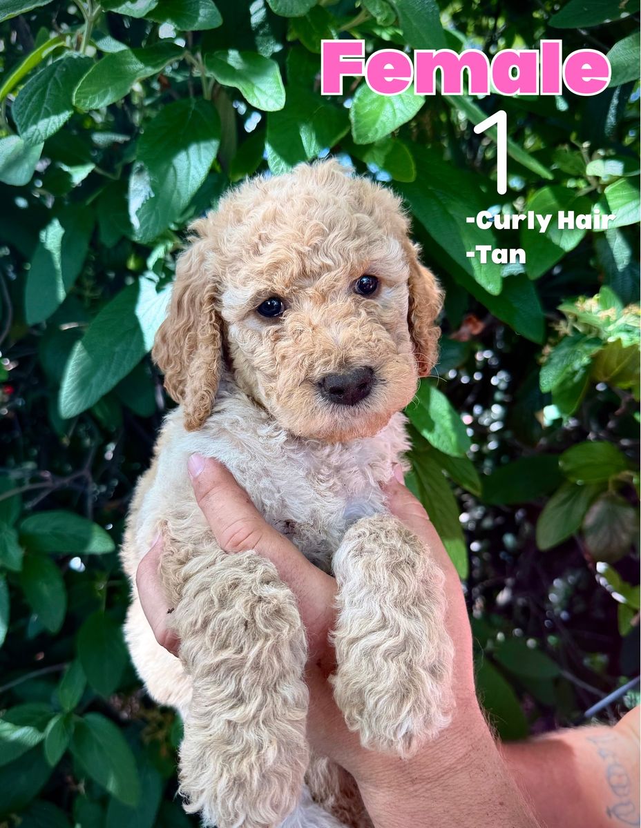 Bernedoodle / Goldendoodle Mix Puppies – Calm, Family Raised