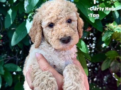 Bernedoodle / Goldendoodle Mix Puppies – Calm, Family Raised
