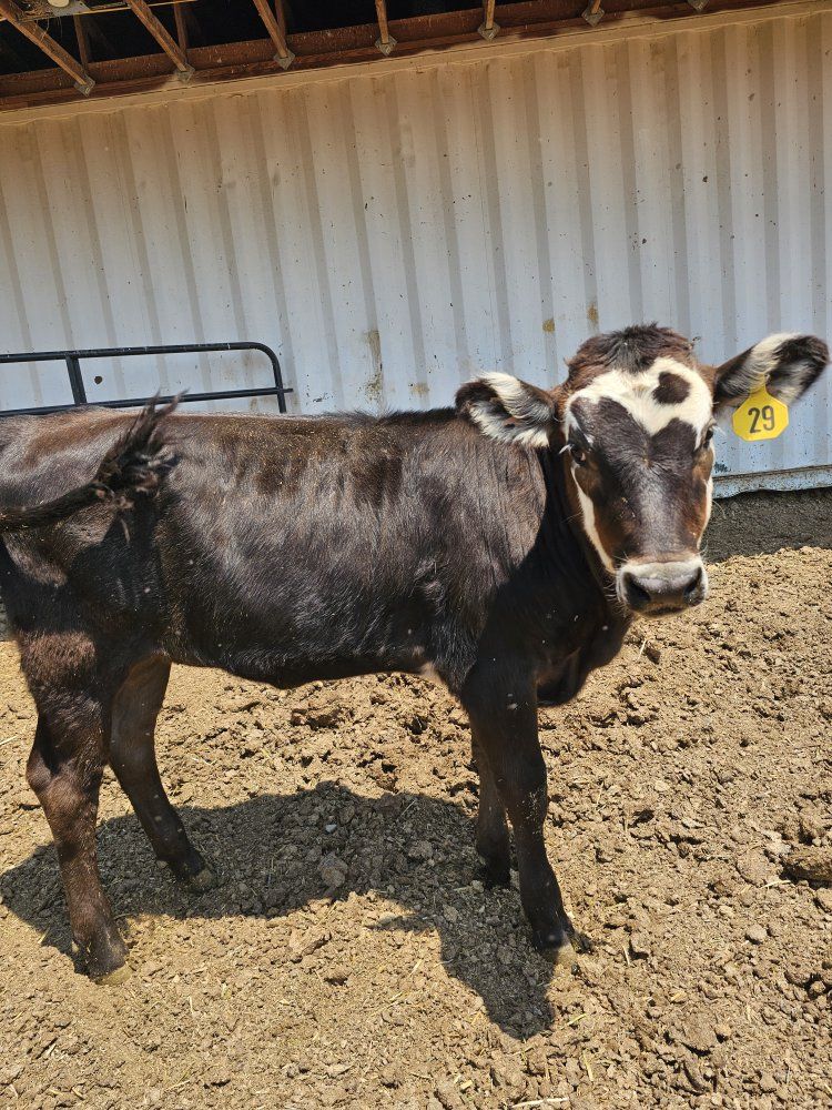 Black Hereford/Jersey Calf
