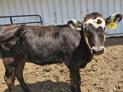 Black Hereford/Jersey Calf