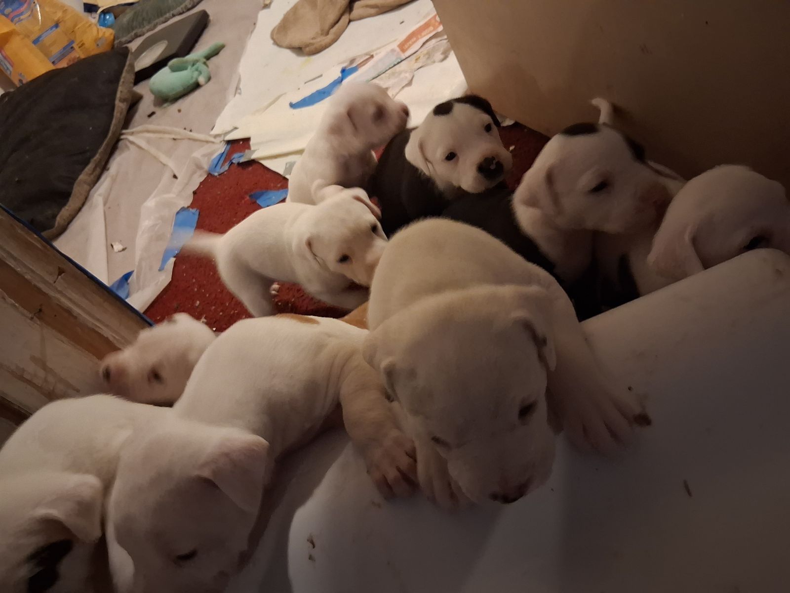 Puppies for sale