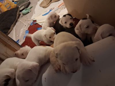 Puppies for sale