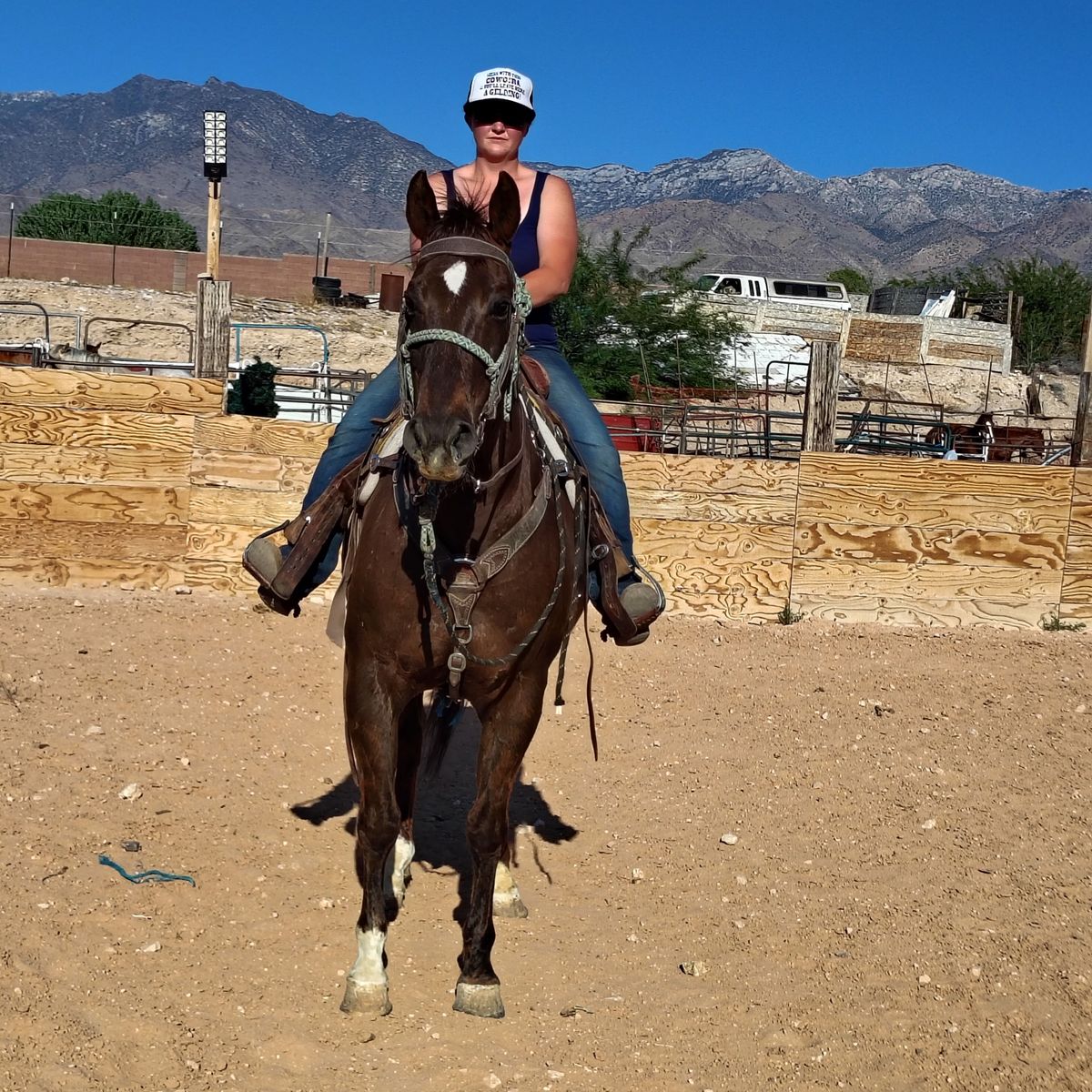 Chestnut gelding