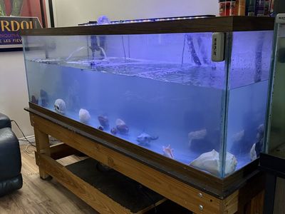 Fish Tank