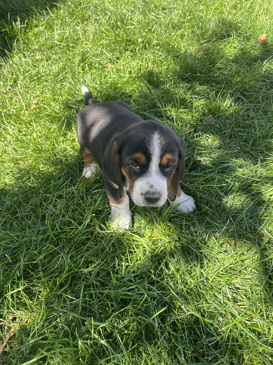Cow Hound Puppies - Basset Hound/Border Collie Mix