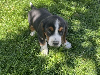 Cow Hound Puppies - Basset Hound/Border Collie Mix