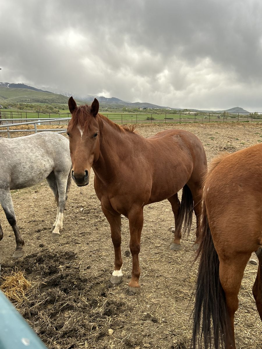 Aqha Broodmare