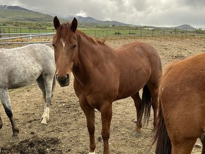 Aqha Broodmare