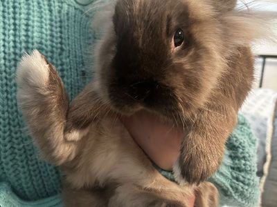 Bunny for a Loving Home! Perfect for Easter!