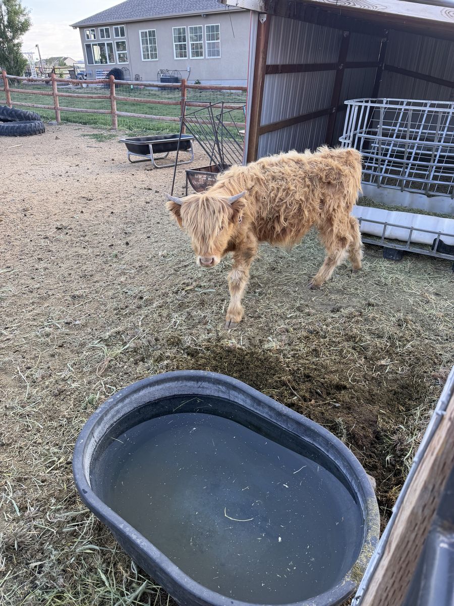 Highlander steer