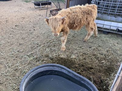 Highlander steer