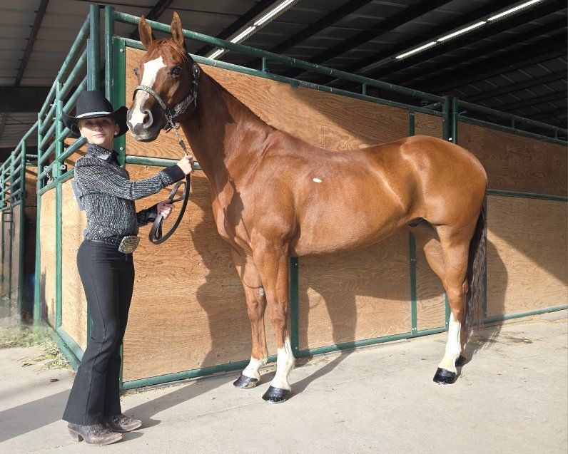 11 year old grade gelding "Uno"