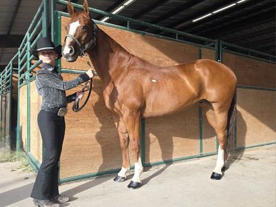 11 year old grade gelding "Uno"