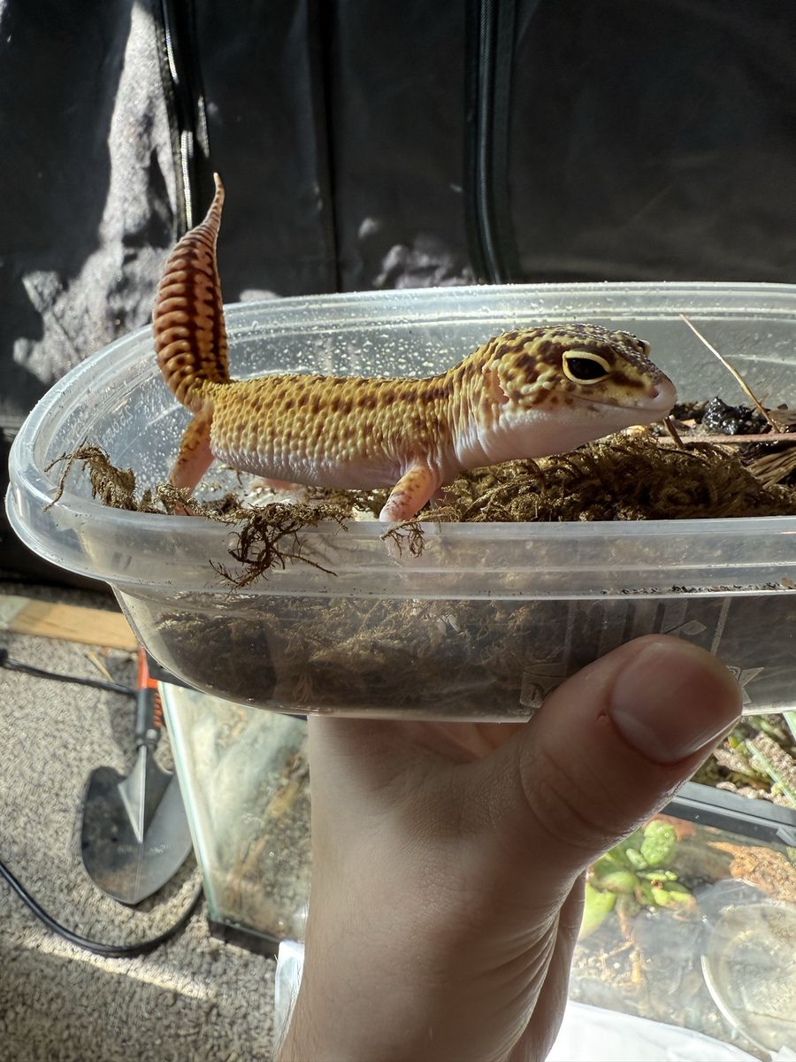 Lepord Geckos With tank