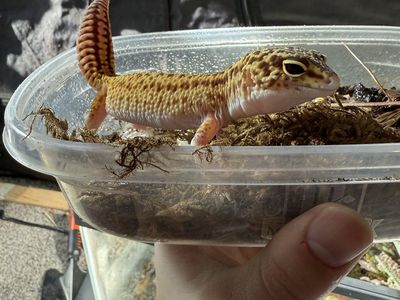 Lepord Geckos With tank