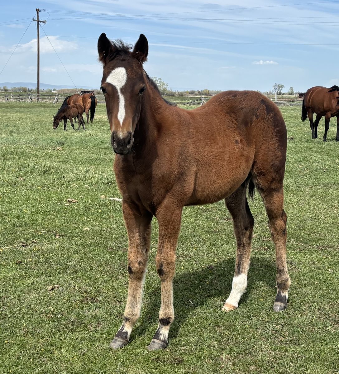2026 Bay AQHA Registered Filly "Jasmine"