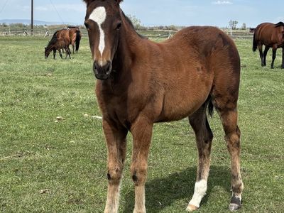 2026 Bay AQHA Registered Filly "Jasmine"