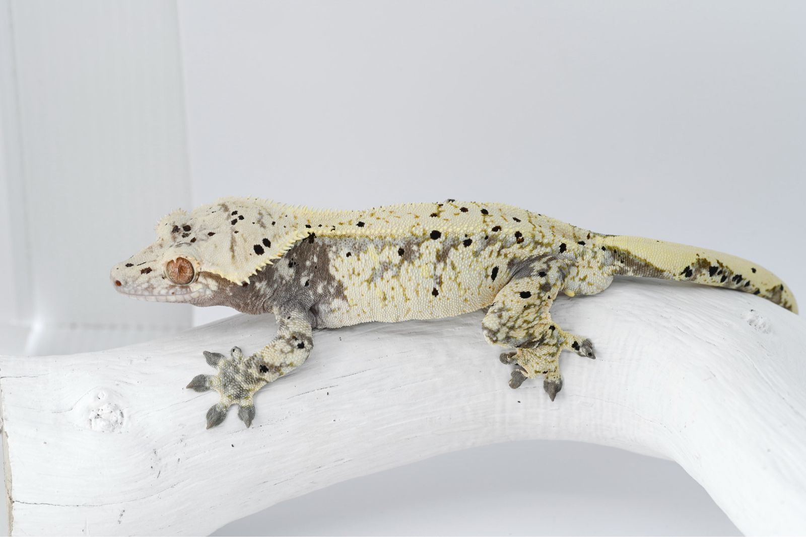 High-White Crested Gecko