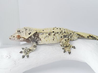 High-White Crested Gecko