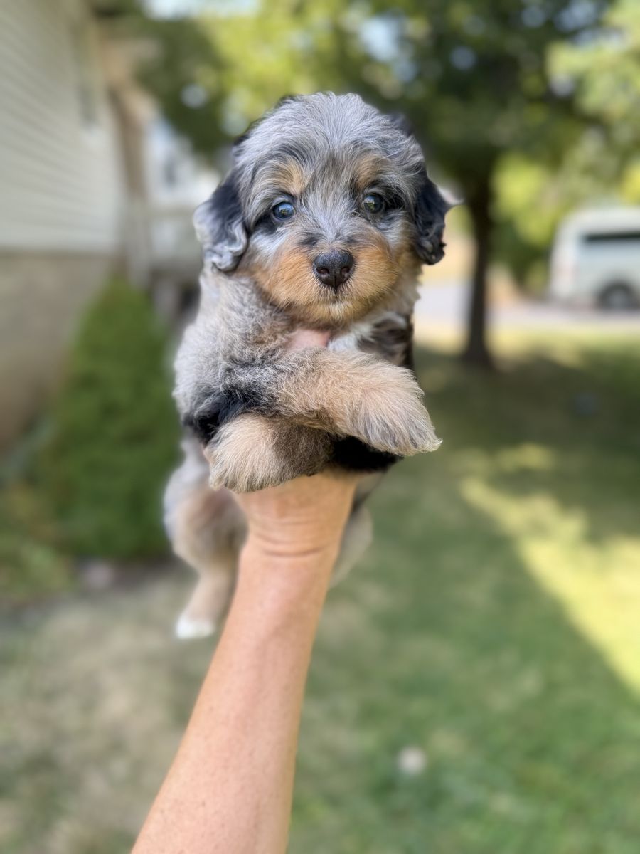 Mini Bernedoodles, Bernadoodle, berniedoodle puppies, Multigen 