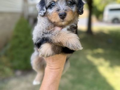 Mini Bernedoodles, Bernadoodle, berniedoodle puppies, Multigen