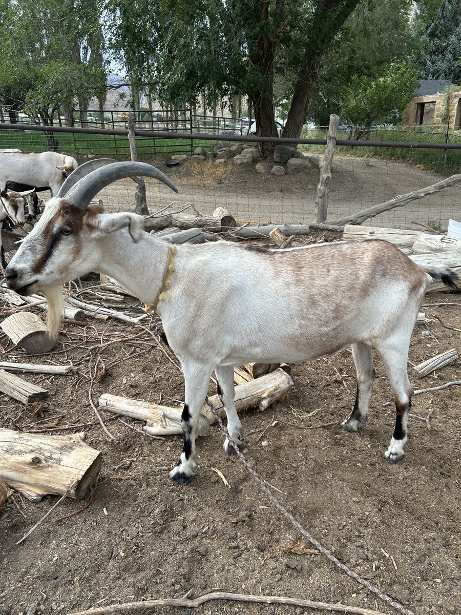 8 year old pack goats.