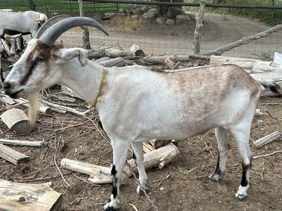 8 year old pack goats.