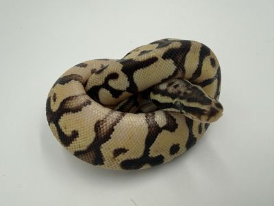 Male: Enchi Spotnose Pastel Het Pied 50% Het VPI
