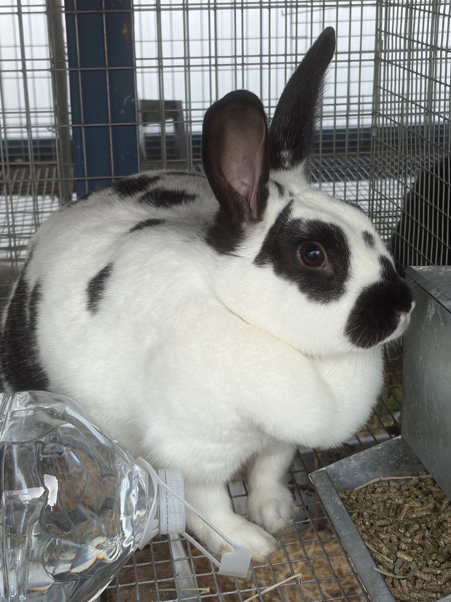 Two Female Breeder Rabbits - Black & White Spotted