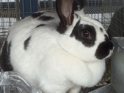 Two Female Breeder Rabbits - Black & White Spotted