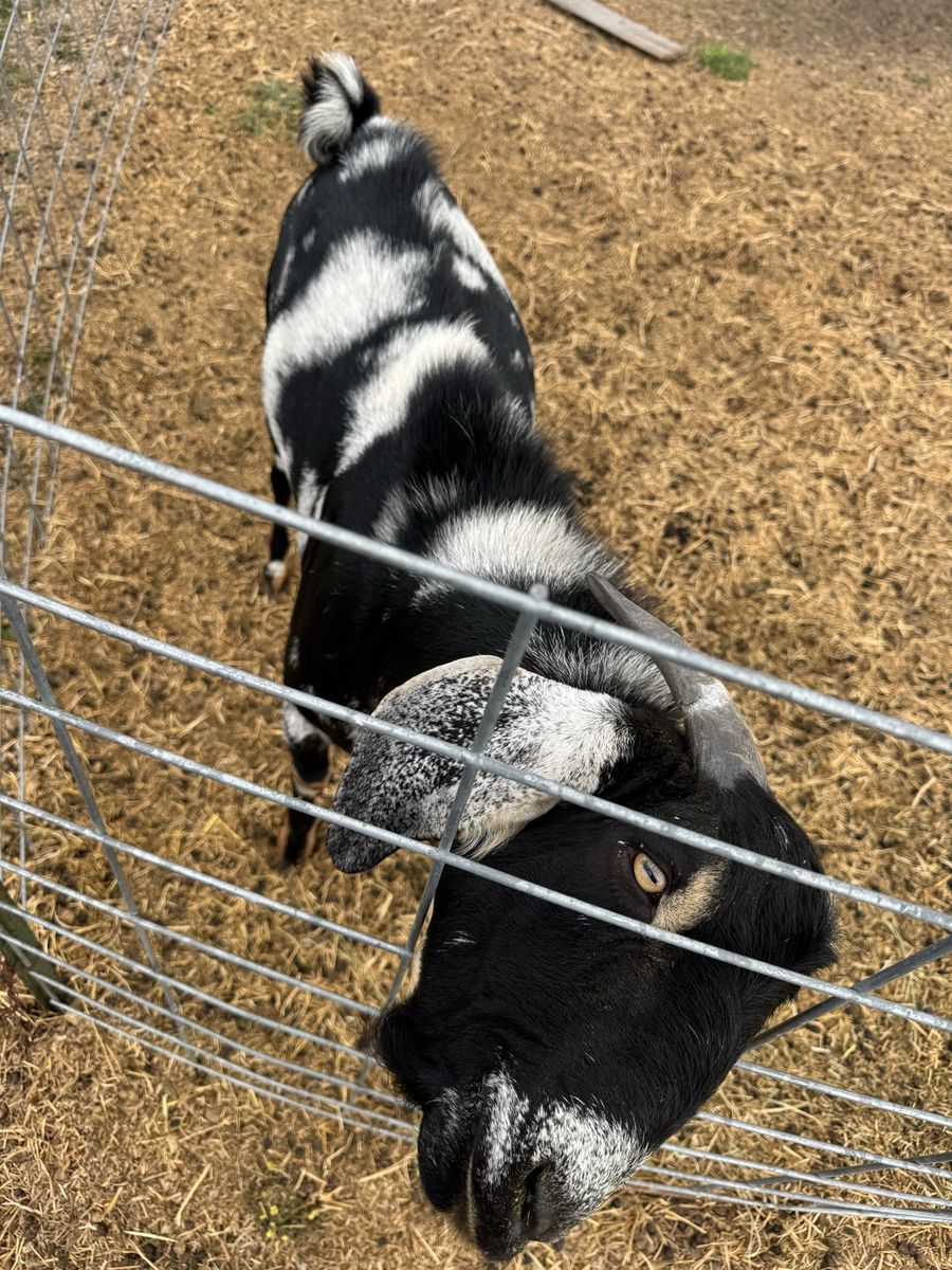 Black and White Nubian Buck Dairy Goat with Long Ears