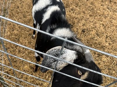 Black and White Nubian Buck Dairy Goat with Long Ears