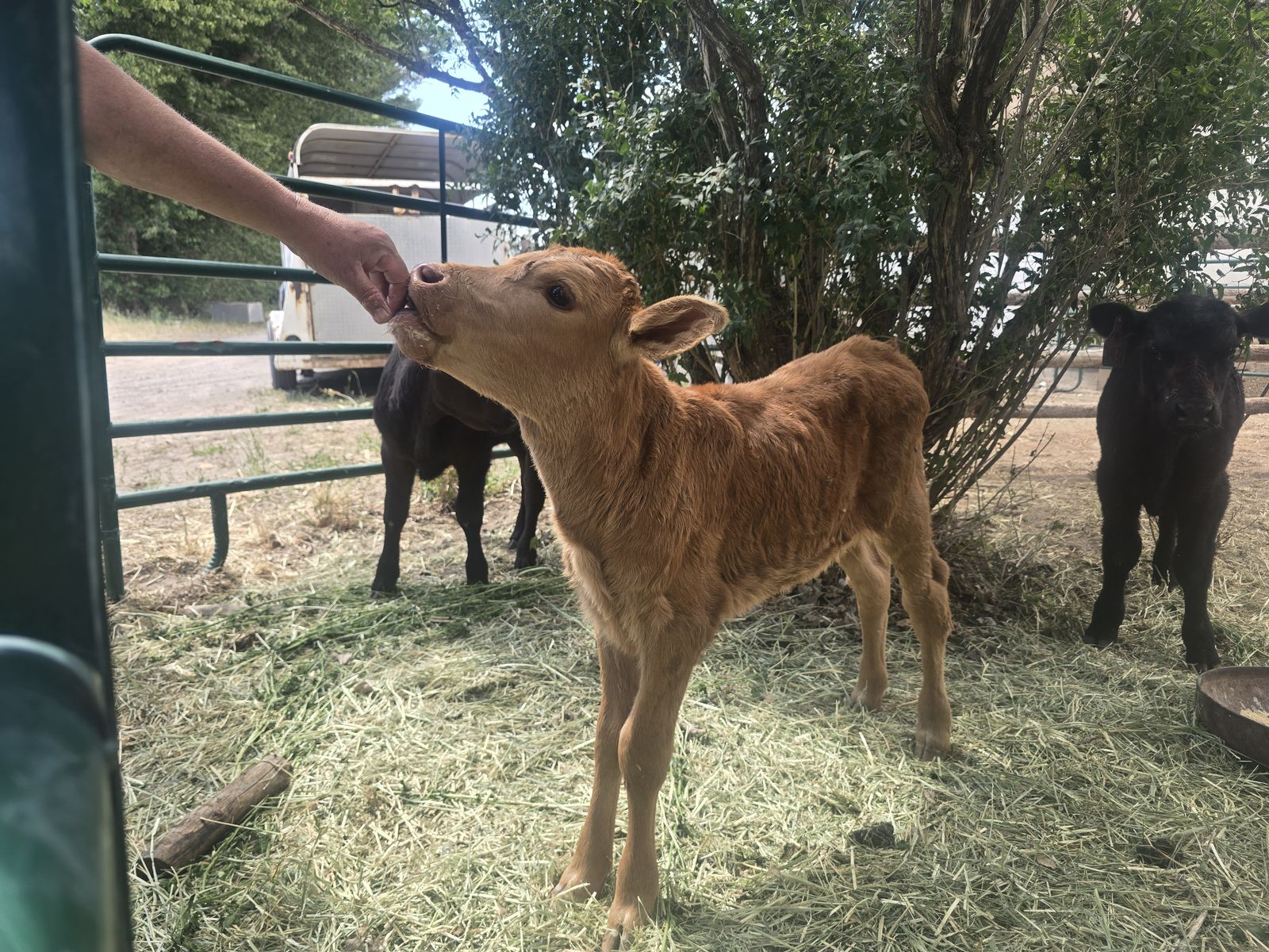 Bottle calves
