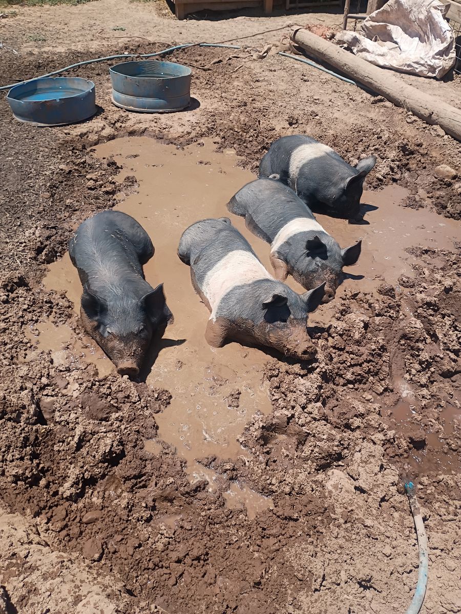 3 Purebred Hampshire, one Hampshire, Berkshire cross.