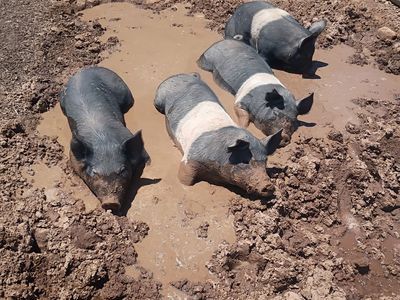 3 Purebred Hampshire, one Hampshire, Berkshire cross.