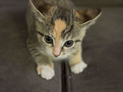 Kittens