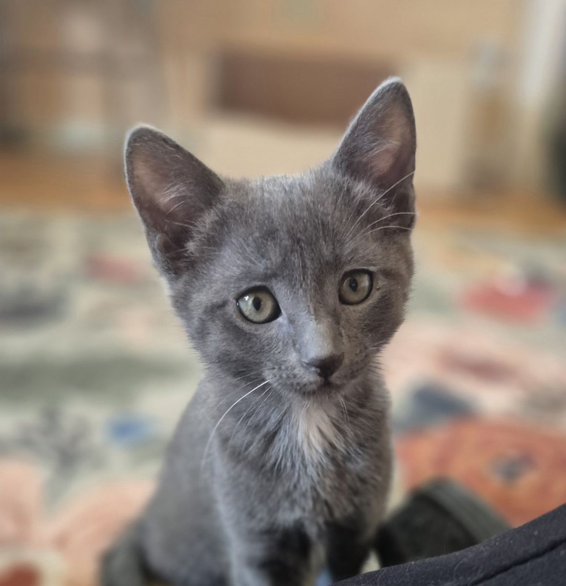 adorable kittens