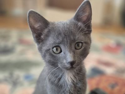 adorable kittens