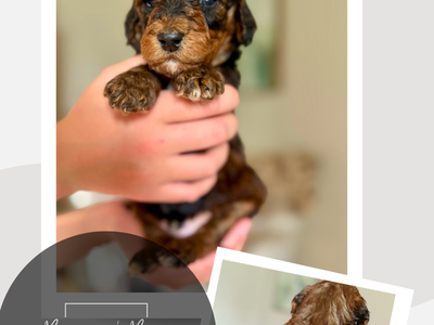 Mini-Medium Goldendoodles