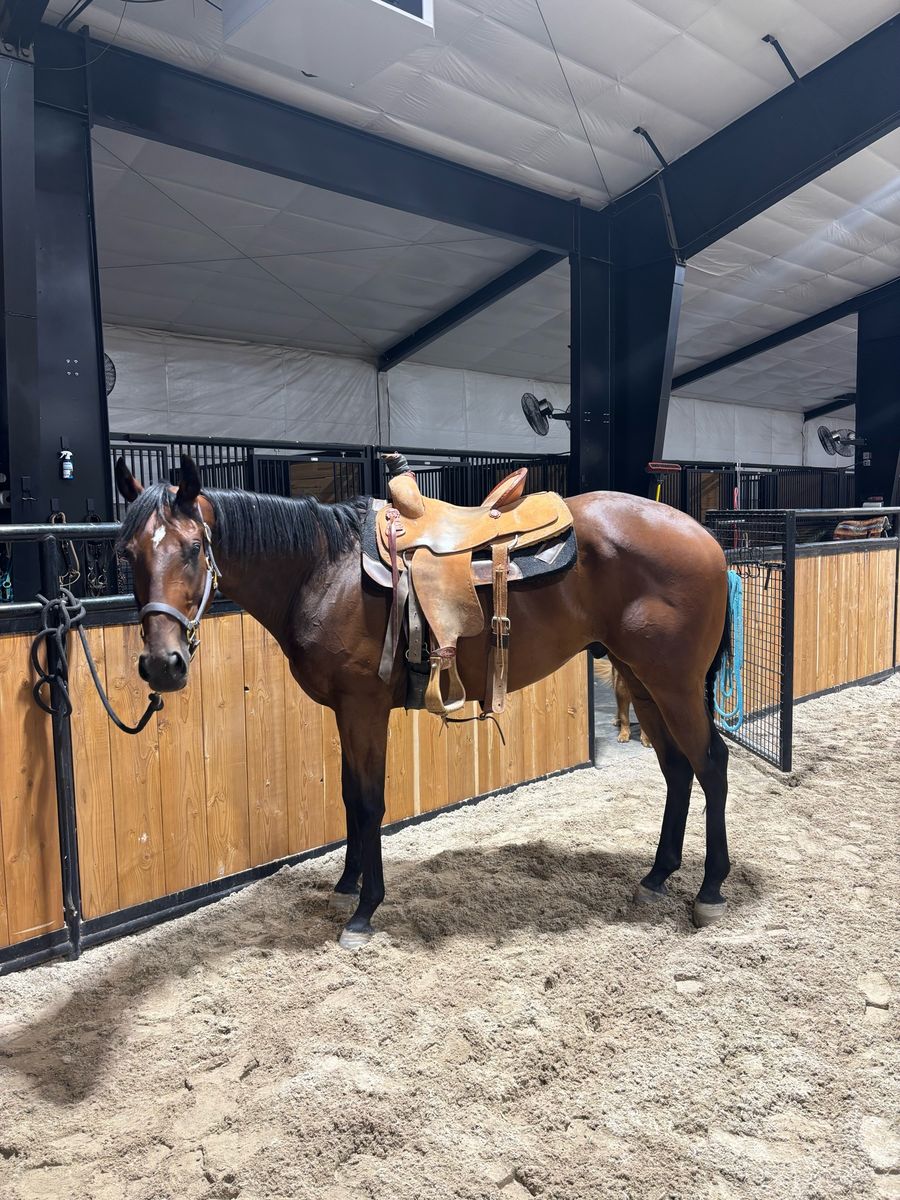 2023 gelding